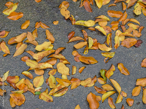 autumn leaf on the wet floor.