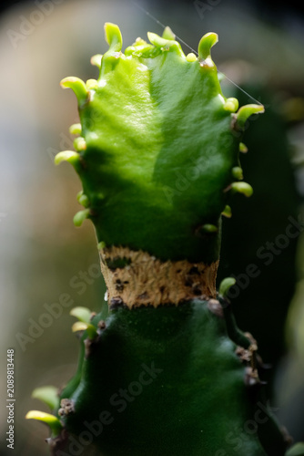 Macro close-up of a young cactus pup growth