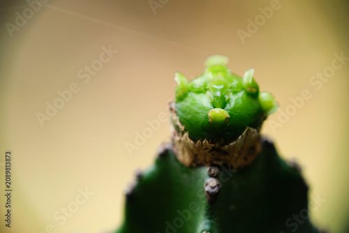 Macro close-up of a young cactus pup growth