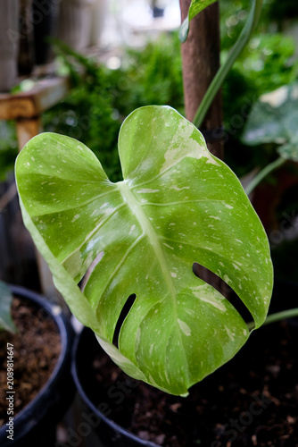 Close-up of variegated Monstera Deliciosa plant growing in a garden