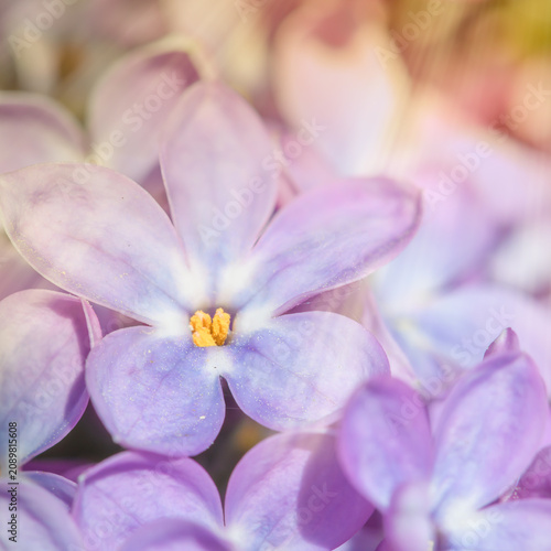 Five-leaf lucky purple lilac flower against the background other flowers