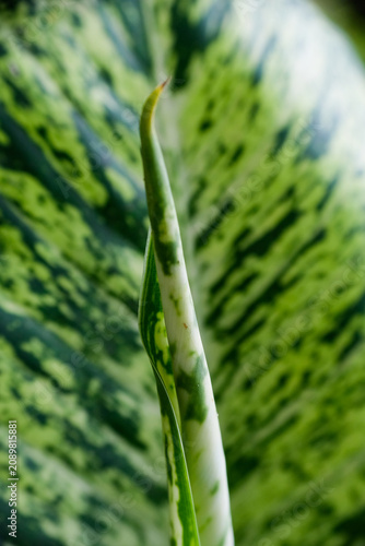 Macro close-up of unfurling variegated plant leaf new growth