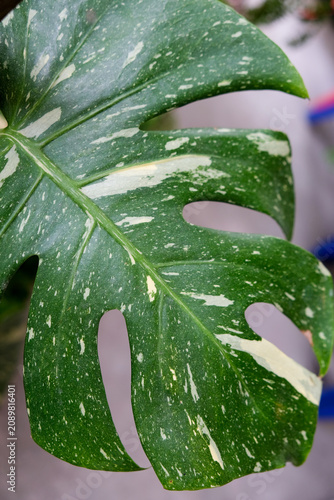 Close-up of variegated Monstera Deliciosa plant growing in a garden