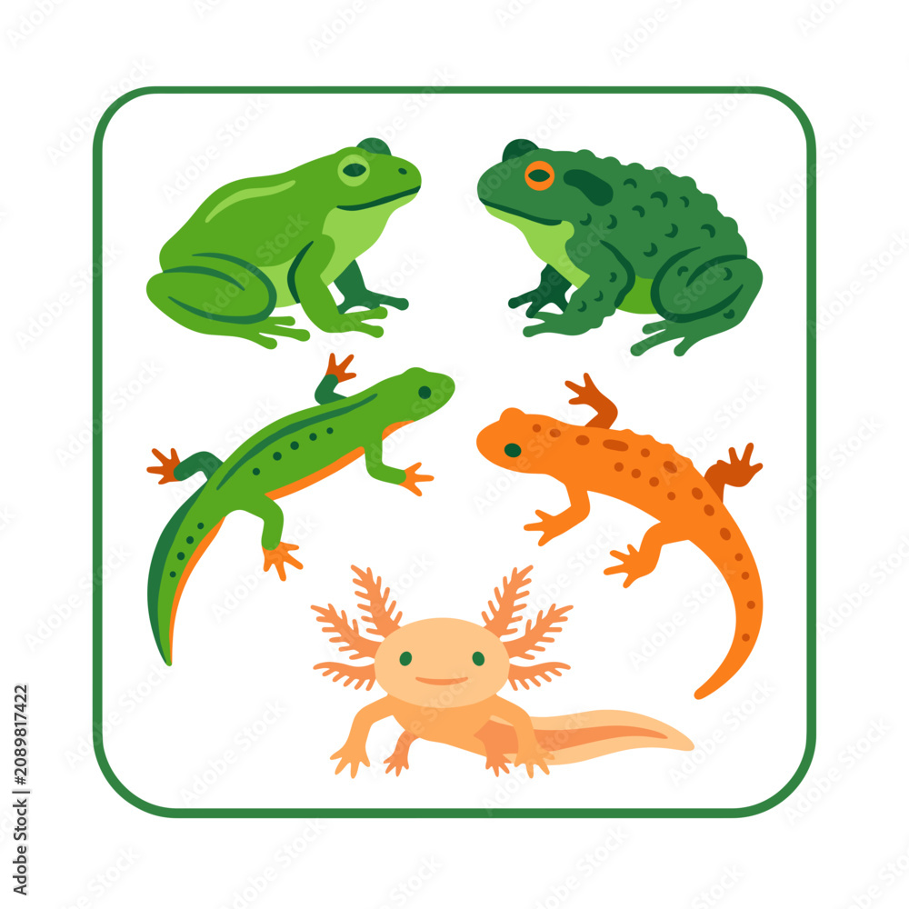 Fototapeta premium Colorful Amphibian Illustrations Group.