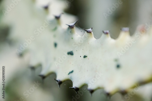 Close-up of Euphorbia lactea Variegata, known as White Ghost cactus, in a home garden