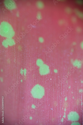 Vibrant abstract macro texture of a red and green variegated leaf
