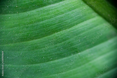 Macro close-up of vibrant green tropical leaf vein texture