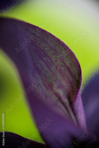 Macro close-up of vibrant purple Tradescantia leaf texture