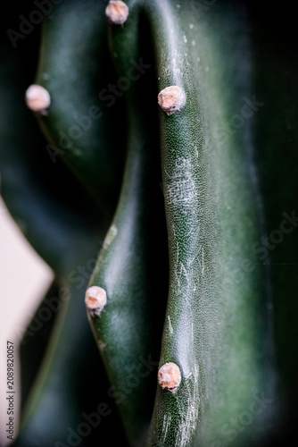 Macro shot of Cereus Peruvianus Monstrose cactus growing in a home garden