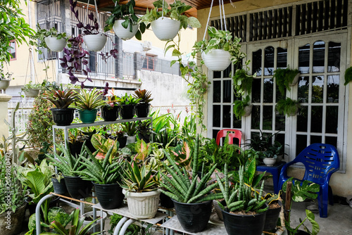Cozy home terrace garden filled with assorted potted plants