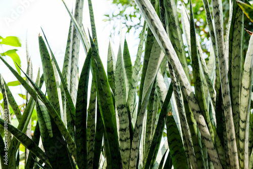 Lush close-up of Sansevieria snake plant foliage