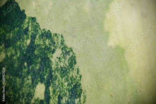 Macro close-up of variegated leaf surface texture