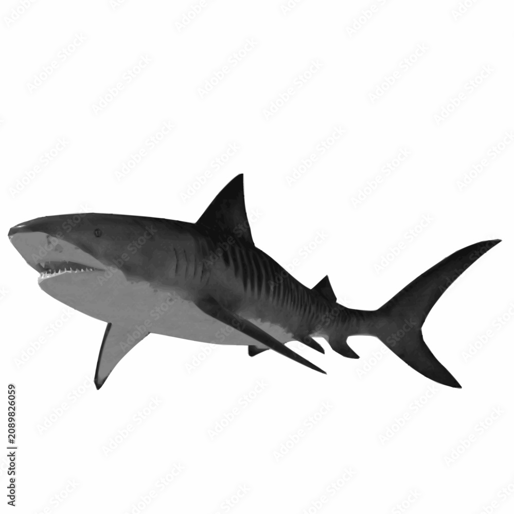 Fototapeta premium Realistic tiger shark swimming isolated on white background. High-quality 3D vector illustration.