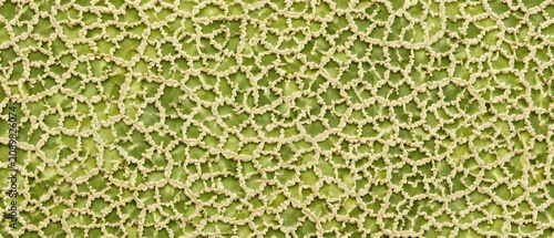 Close up of green skin of cantaloupe melon texture
