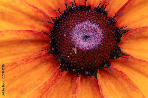 Foto Macro view of the Center of a Blooming Black-Eyed Susan Flower
