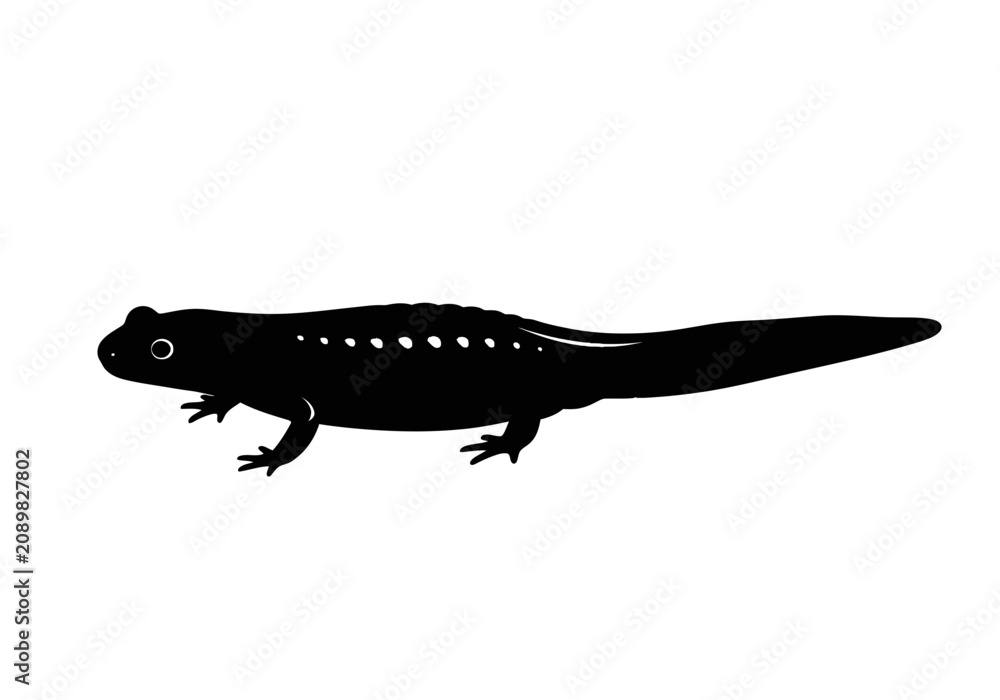 Obraz premium Black silhouette of a small salamander.