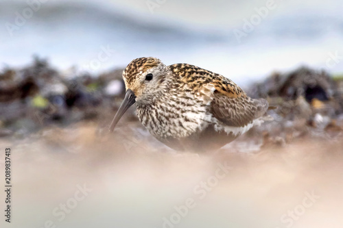 Dunlin (Calidris alpina)