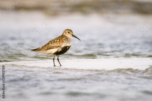 Dunlin (Calidris alpina)