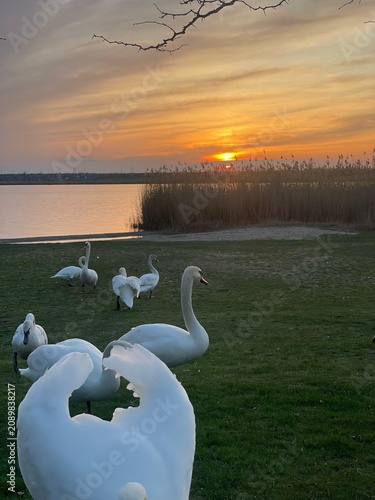 Foto Mute swans on a lakeshore at sunset with golden sky
