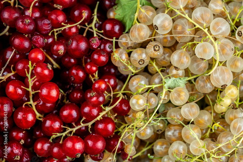 Red and white currants showcasing organic fresh berries