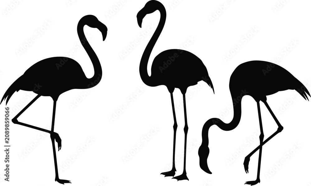 Obraz premium Set of black flamingo silhouettes in standing and feeding poses isolated on white background vector illustration