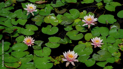 The Water Lily is blossoming in a pond