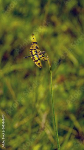 Variegated Flutterer resting on the grasses