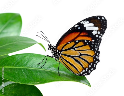 Vibrant butterfly perched on green leaf outdoors.