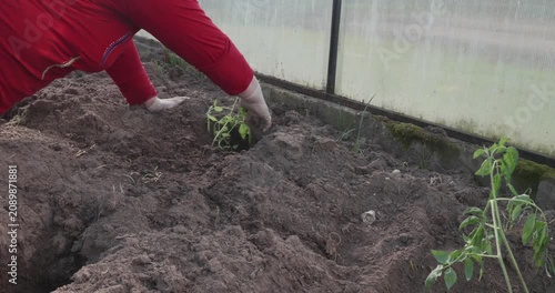 Senior gardener planting young tomato seedlings in a prepared vegetable bed inside a polycarbonate greenhouse, practicing organic farming and sustainable agriculture for a fresh harvest
