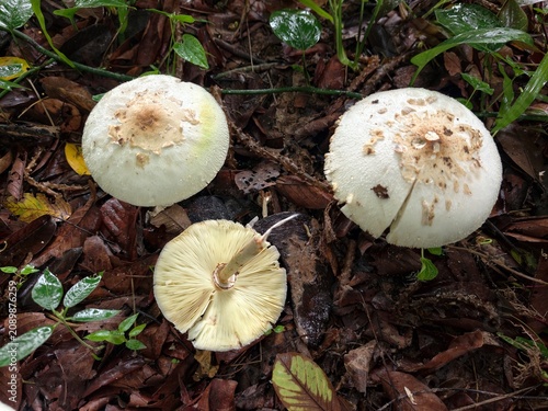 Obraz na płótnie Psilocybe mushroom occurs in buffalo dung.