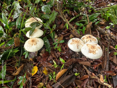Photography Psilocybe mushroom occurs in buffalo dung.