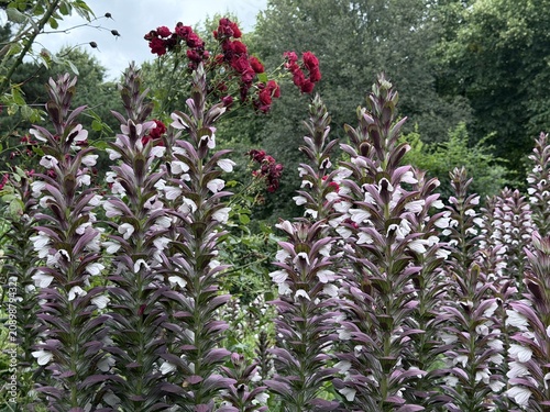 Foto Dense cluster of blooming bear’s breeches showcasing striking white flowers and purple bracts with soft background bokeh in a peaceful botanical garden