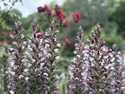 Valokuva Elegant flowering bear’s breeches with white blossoms and purple bracts rising above a lush garden, framed by vibrant red roses and soft natural bokeh