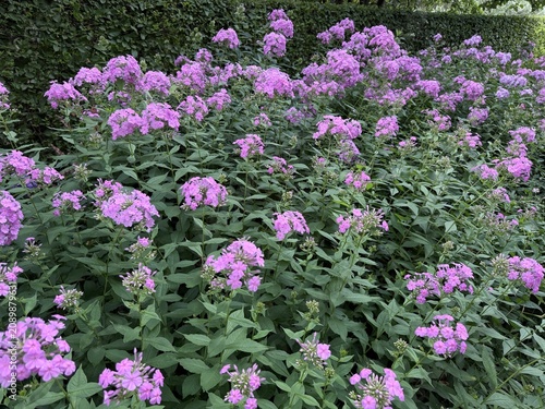 Photography Dense clusters of pink garden phlox blossoms flourishing in a lush green garden, capturing the elegance of summer flowering perennials in natural light