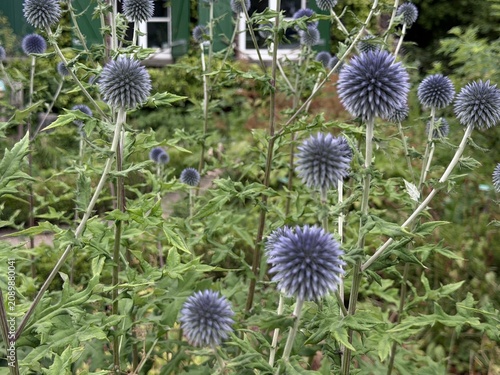 Obraz na plátne Blooming globe thistles in a cottage garden with a softly blurred ivy-covered house, showcasing elegant spherical flowers in a peaceful summer setting