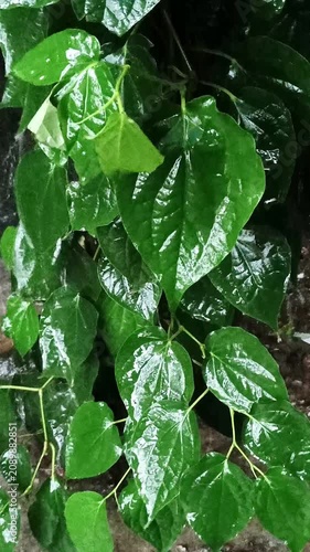Monsoon Rain Falling on Dark Green Leaves – Refreshing Tropical Nature Background