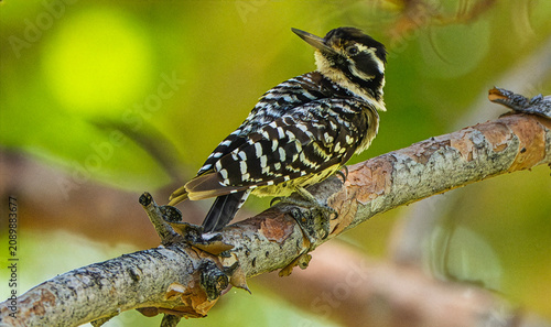 Ladder-backed Woodpecker (Picoides scalar) Photo, Perched