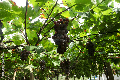 Fresh Grapes Hanging on Vine in Vineyard Canopy Ready for Harvest Season at Organic Winery