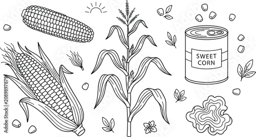 Konstfotografi Minimalist sweet corn vector illustration set with plant stalk canned tin and ke