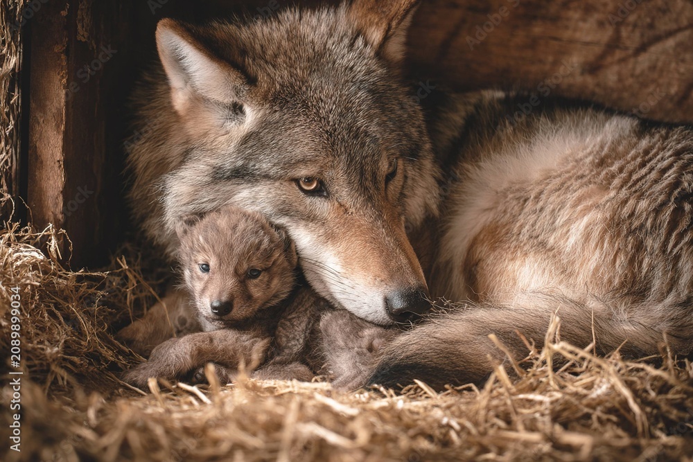 Fototapeta premium mother animal protecting last baby