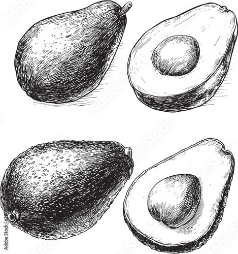 set of vector avocado drawings in sketch style