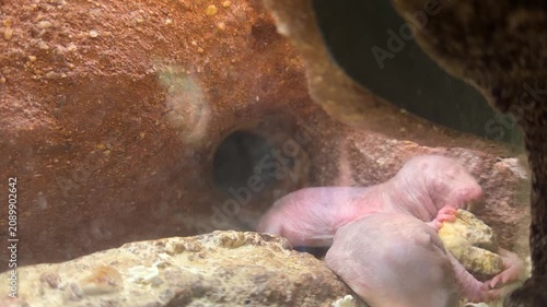 Close up video of a newborn naked mole rat feeding inside an artificial underground habitat. Rare view of baby rodents during early development in a conservation and educational exhibit.