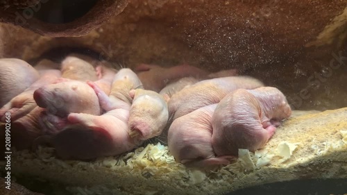 Several newborn naked mole rats resting together inside their underground nest. Unique footage showing early life stage of social rodents in a controlled conservation environment.