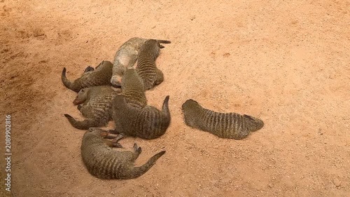 Several meerkats resting closely together on warm sand inside their enclosure. Peaceful social interaction of African mammals in a protected wildlife environment.