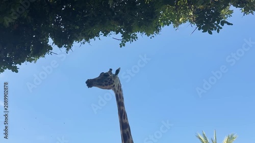 Tall giraffe feeding on fresh green leaves from a tree in bright daylight. Low angle wildlife footage highlighting the graceful movement of one of Africa's tallest mammals.
