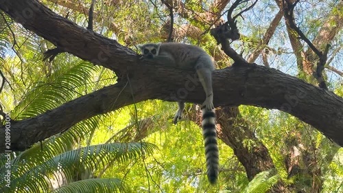 Relaxed ring tailed lemur lying across a thick tree branch surrounded by lush greenery. Peaceful wildlife footage recorded in a naturalistic zoo environment.
