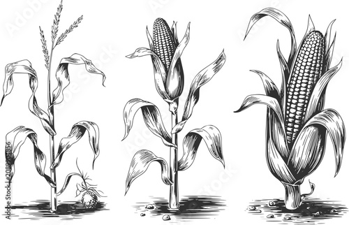 Foto Hand-drawn showing the growth stages of a corn plant from seedling to a fully de
