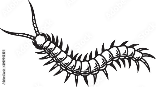 Black and white centipede illustration
