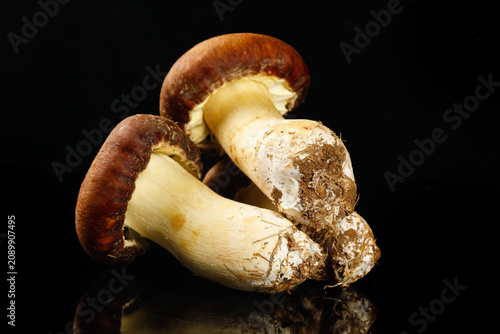 Konstfotografi Fresh Agaricus Blazei Mushrooms from Yunnan China - Delicious Vegan Crop on Blac