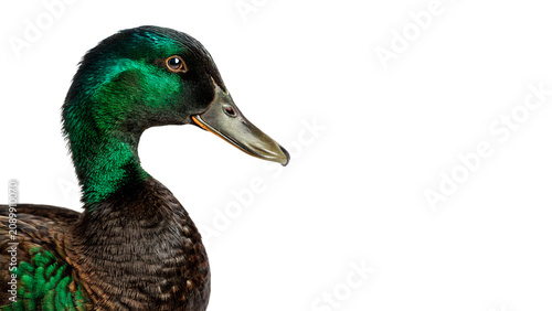 Bild auf Leinwand Close up portrait of beautiful wild mallard duck isolated on transparent backgro